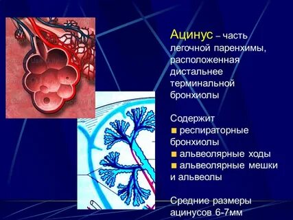 Паренхима легких это