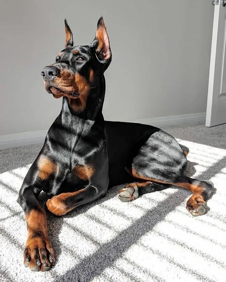 Покажи фотографию собаки доберман #doberman #dobermanpinscher #dog #dogsofinstagram #dogs #dobie #dobermansofinsta