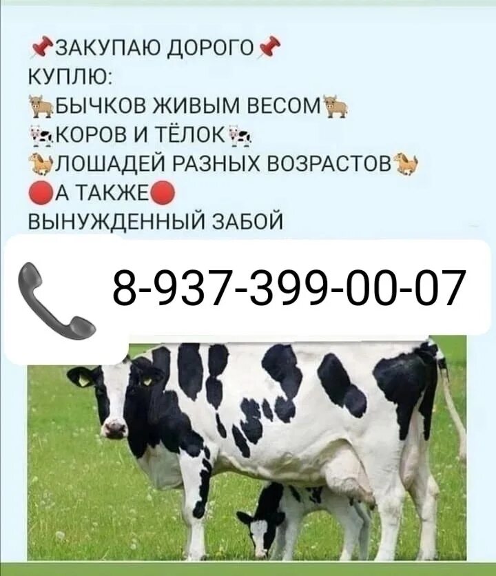 Закупаю КРС визитки. Закупка КРС. Закуп КРС живым весом. Закупаем КРС. Купить мясо живой вес