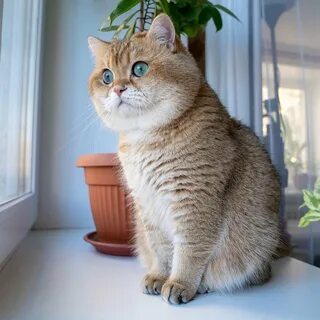 Золотая шиншилла сколько живут