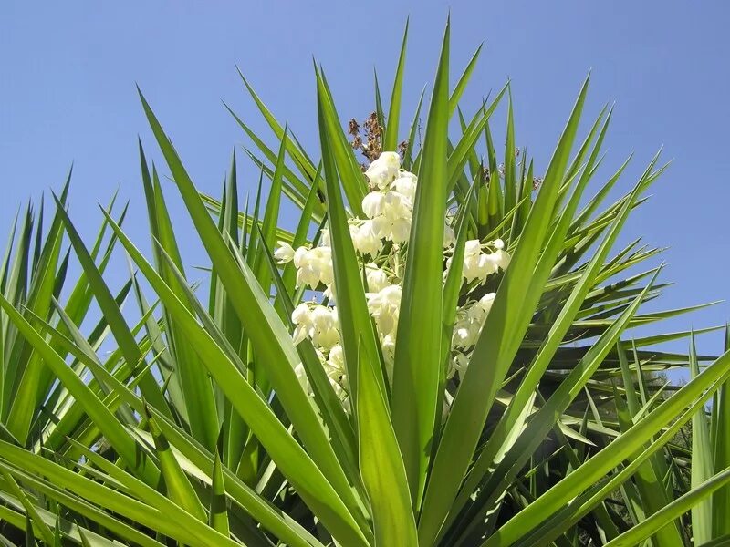 Юкка луга. Юкка растение. yucca faxoniana. юкка комнатная. юкка разветвленная.