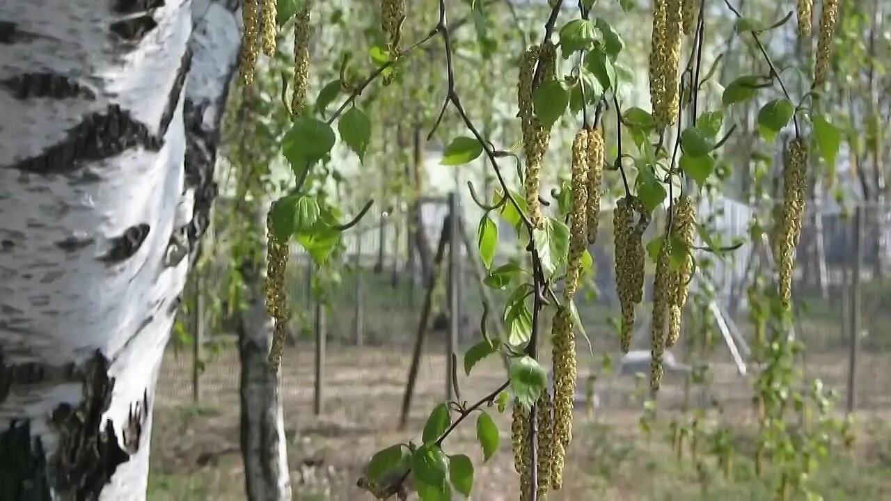 Березовая роща береза повислая. Береза повислая цветение. Береза бородавчатая цветение. Береза Радде листья.