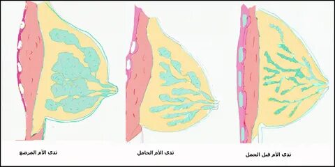 صورة البزاز