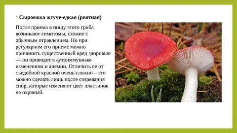 Ложные сыроежки фото и описание