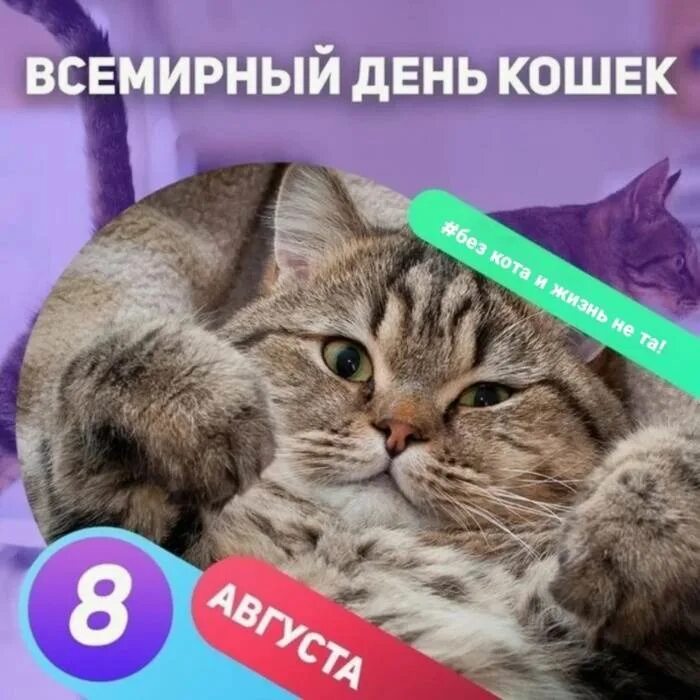 День кошек когда отмечают. Всемирный день кошек. 8августв Всемирный день кошек. День кошек 8 августа. Всемирный день кота 8 августа.