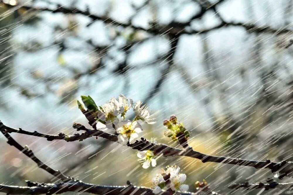 Весенний дождь. Дождь весной. Описание пасмурного весеннего дня