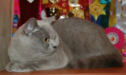 Кот 10 месяцев