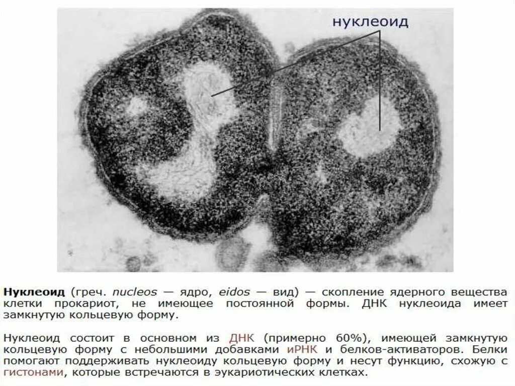 Кольцевой нуклеоид. Нуклеоид микрофотография. Нуклеоид у прокариот. Микрофотография бактериальной клетки. Нуклеоид под микроскопом.