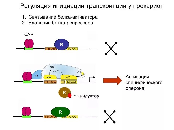 Белки активаторы и белки ингибиторы презентация. Регуляция инициации транскрипции. Регуляция инициации транскрипции у эукариот. Инициация транскрипции у прокариот. Этап инициации транскрипции у прокариот.