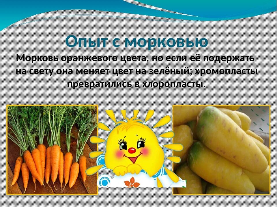 Стих про морковь. Морковь для детей. Стих про морковь для детей. Морковь рассказать детям