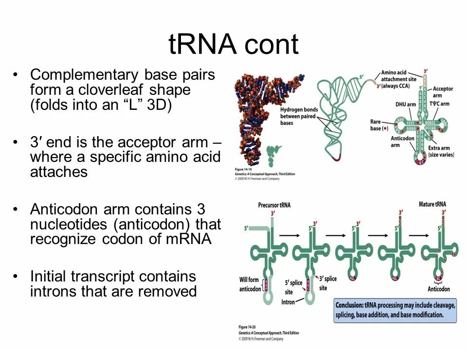 Процессинг РНК. TRNA группа. TRNA винил. Что входит в процессинг РНК.