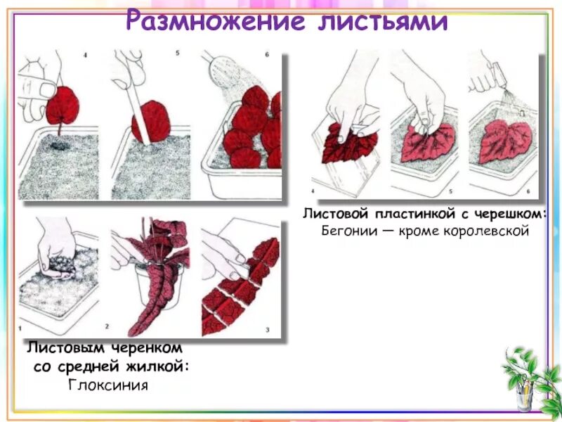 Размножение при помощи листа. Вегетативное размножении бегонии королевской. бегония королевская размножение листом. размножение бегонии черенками. вегетативное размножение листа бегонии королевской.