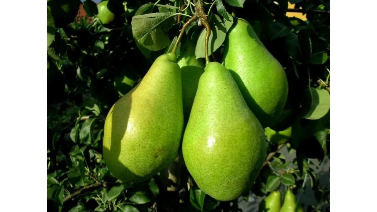 Груша Амфора