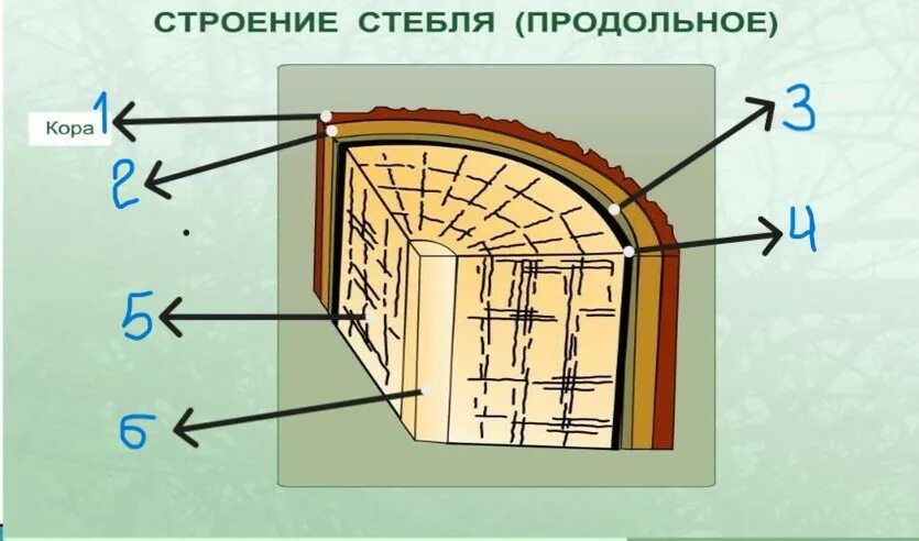 Строение стебля