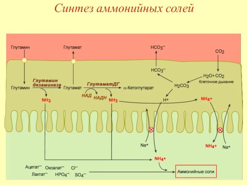Аммониогенез