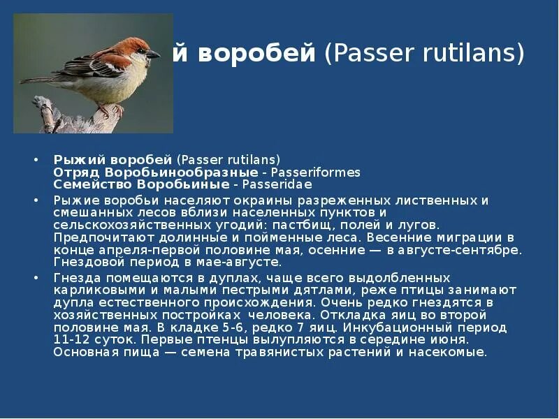 Класс птиц воробьинообразные. Отряд Воробьинообразные описание. Воробьинообразные птицы сообщение. Воробьинообразные характеристика. Воробьинообразные сообщение.