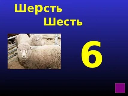Шесть шерсть
