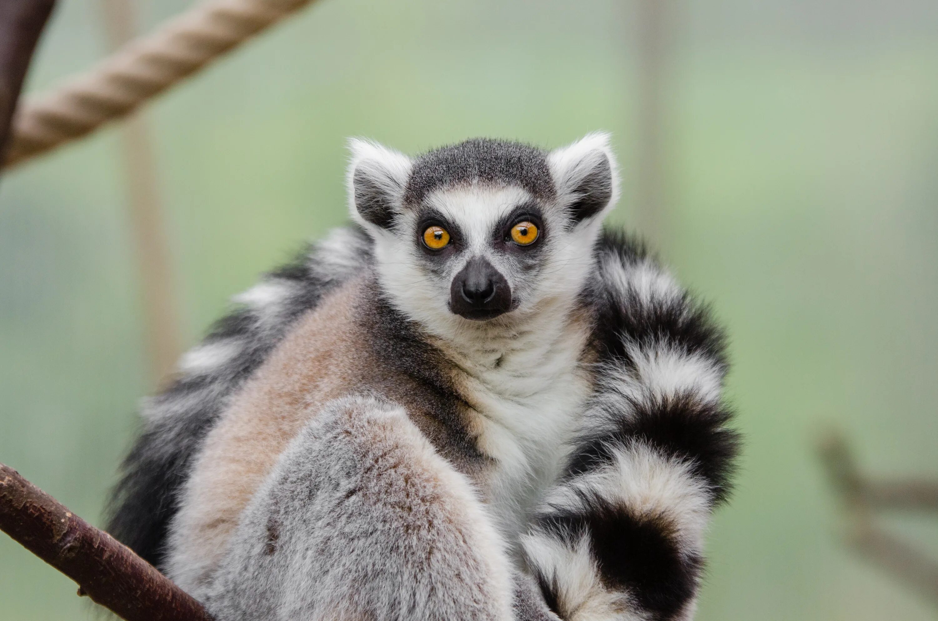 Кошачий лемур. Лемур. Пятнистый лемур. Мадагаскарский лемур лори. Лемурообразные.