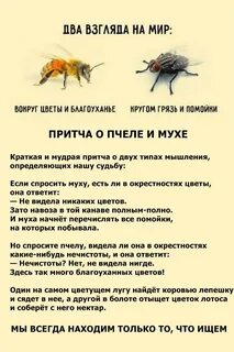 Муха и пчела