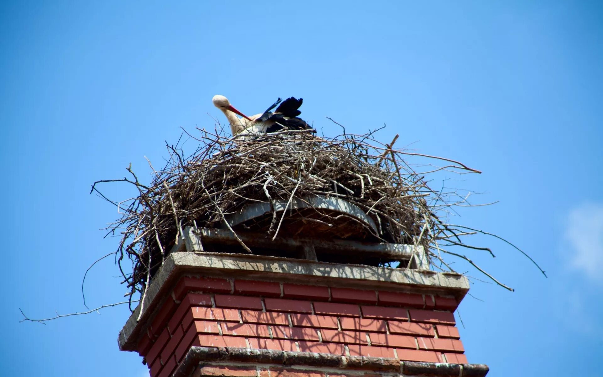 Гнезда птиц под крышей дома. Гнездо аиста Идрица. Гнездо. Гнездо аистов. Аист на столбе.