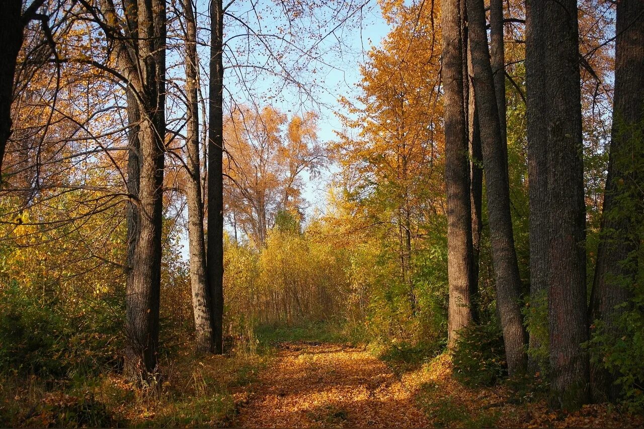 Харовский лес харовск. Вологодская область природа леса. Харовский лес. Вологда лес ярославль. Харовский лес.
