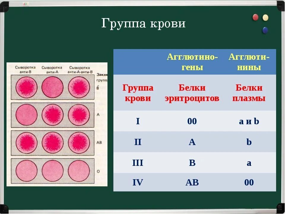 Группа крови 1 резус положительный мужчина. Группы крови 2 + 4 группа. Первая группа крови ab0. Rh 2 группа крови. Типы белков определяющих группу крови.