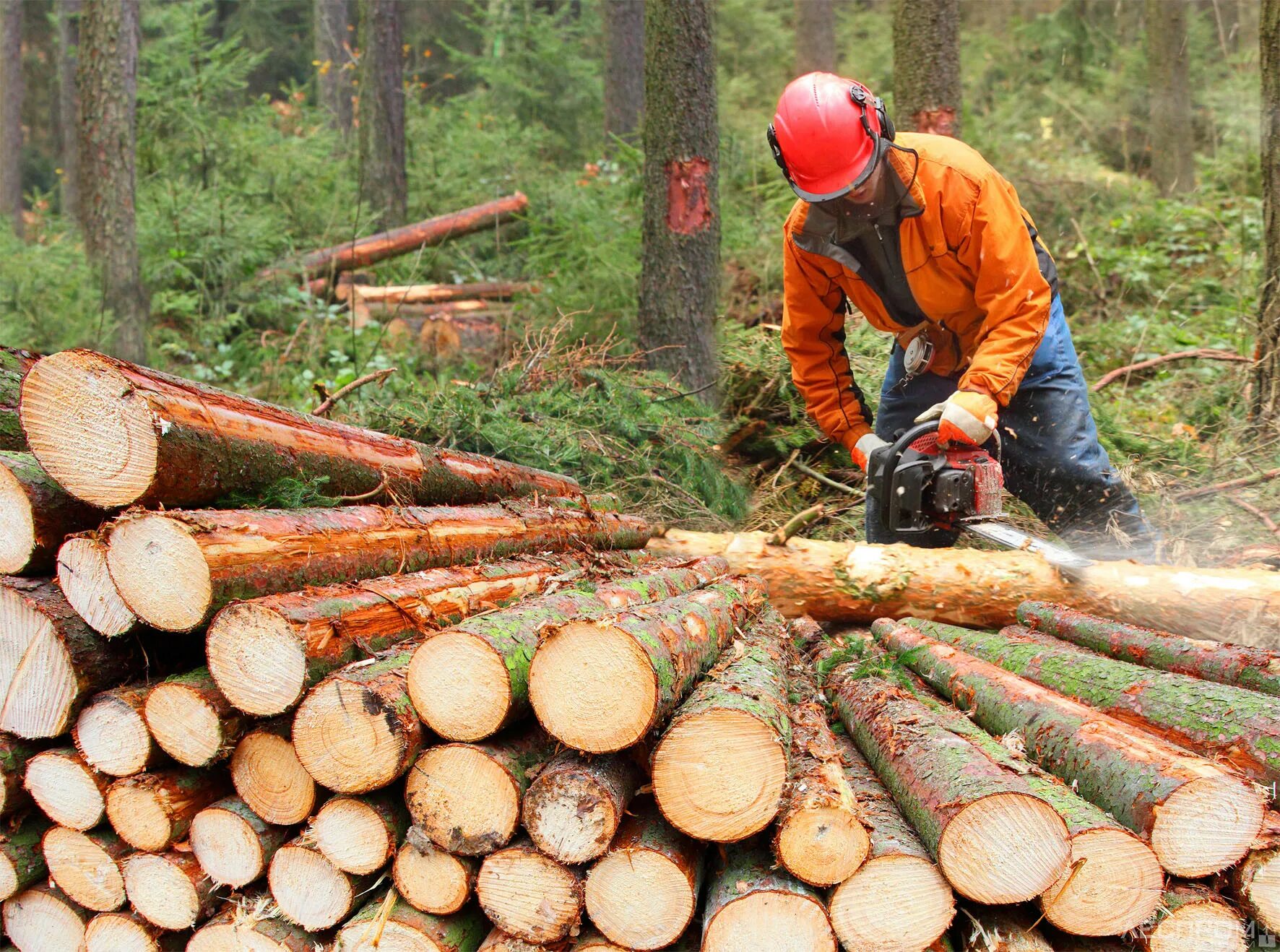 Cut down plant. Заготовка леса. Лесная промышленность. Рубка лесов. Рубка деревьев.