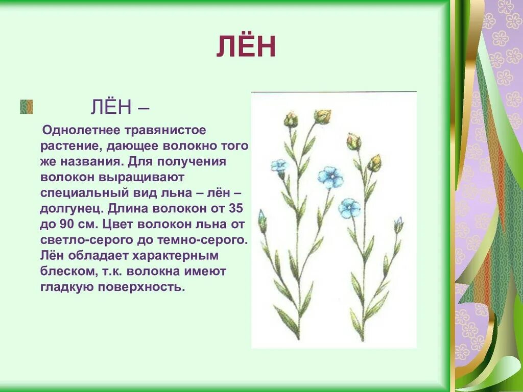 Доклад на тему лён по технологии 5 класс. Лен культурное растение. Доклад про лён. Лён растение описание. Почему лен актуален в 21 веке