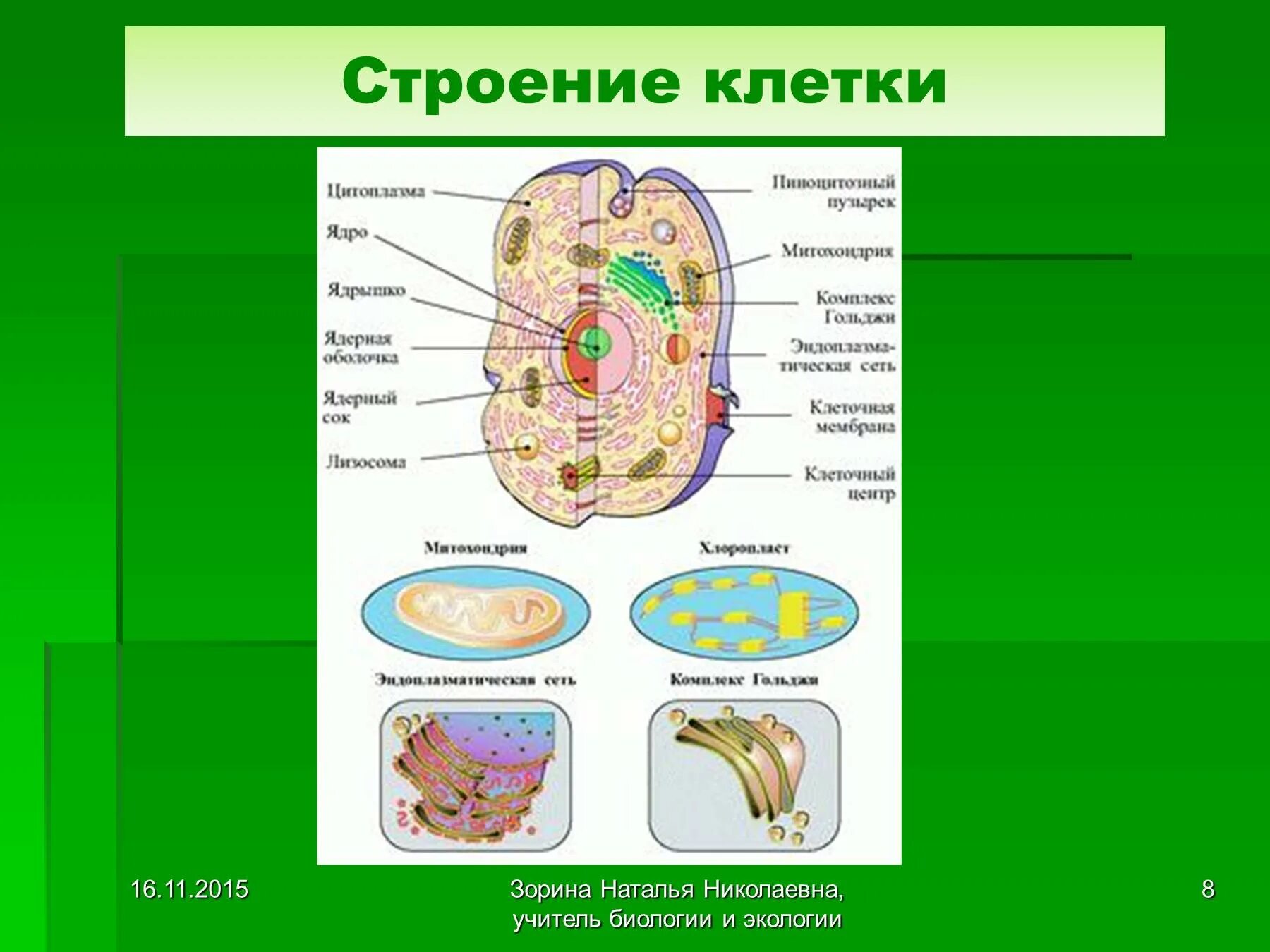 Не относится к живой клетке. Клеточное строение организма анатомия. Строение клетки 9 класс биология. Строение живой клетки. Строение клея.