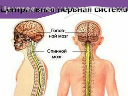 Заболевания нервной системы спинного и головного мозга