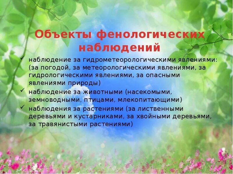 Что изучает фенология. Объекты фенологических наблюдений. Фенологические наблюдения в природе. Фенологические явления природы. Дневник фенологических наблюдений.