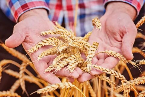 Новые сорта зерновых культур