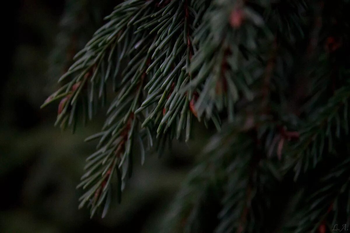 песня еловые веточки хочешь. тень от еловой ветки. ветви ели. искусственная ветка ели. ветка еловая.