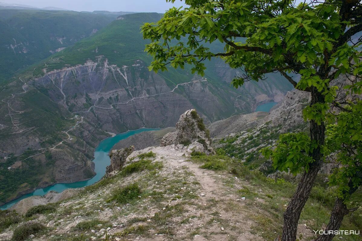 Дубовая роща Сулакский каньон. Сулакский каньон в Дагестане. Дубки Дагестан Сулакский. Сулакский каньон Дубки. Каньон судакский