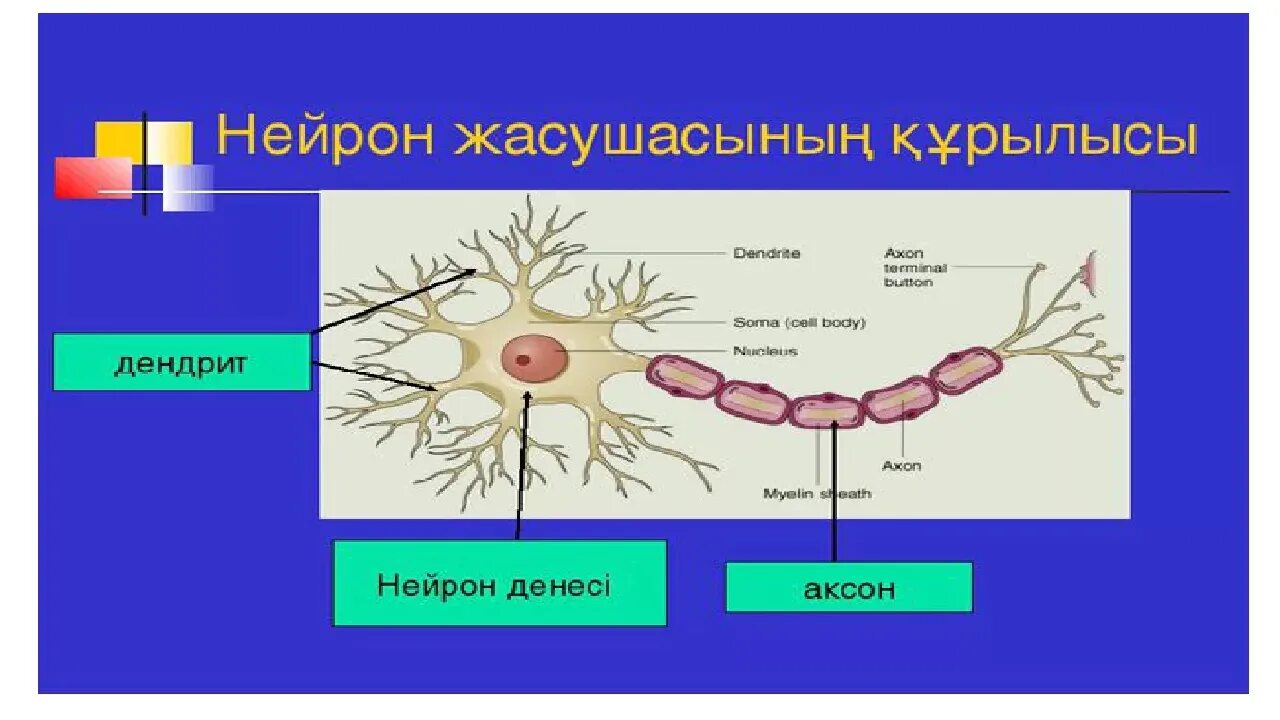 Нейрон график работы. Нейрон құрылысы. нейрон казакша. жүйке жүйесі презентация. қозғалтқыш нейрон.