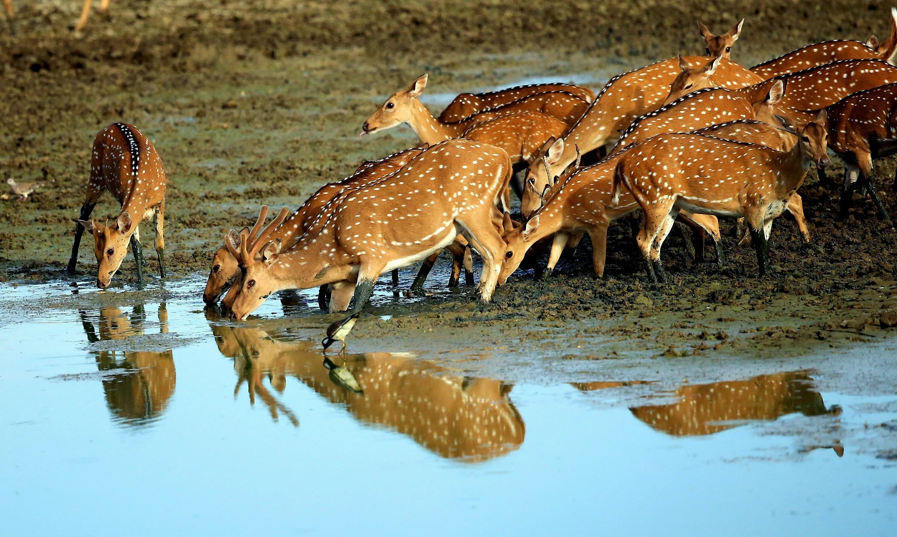 Wildlife holidays. Национальный парк Яла Шри Ланка сафари. Парк Яла Шри Ланка. Национальный парк Яла Шри Ланка животные. Национальный парк Миннерия Шри Ланка.