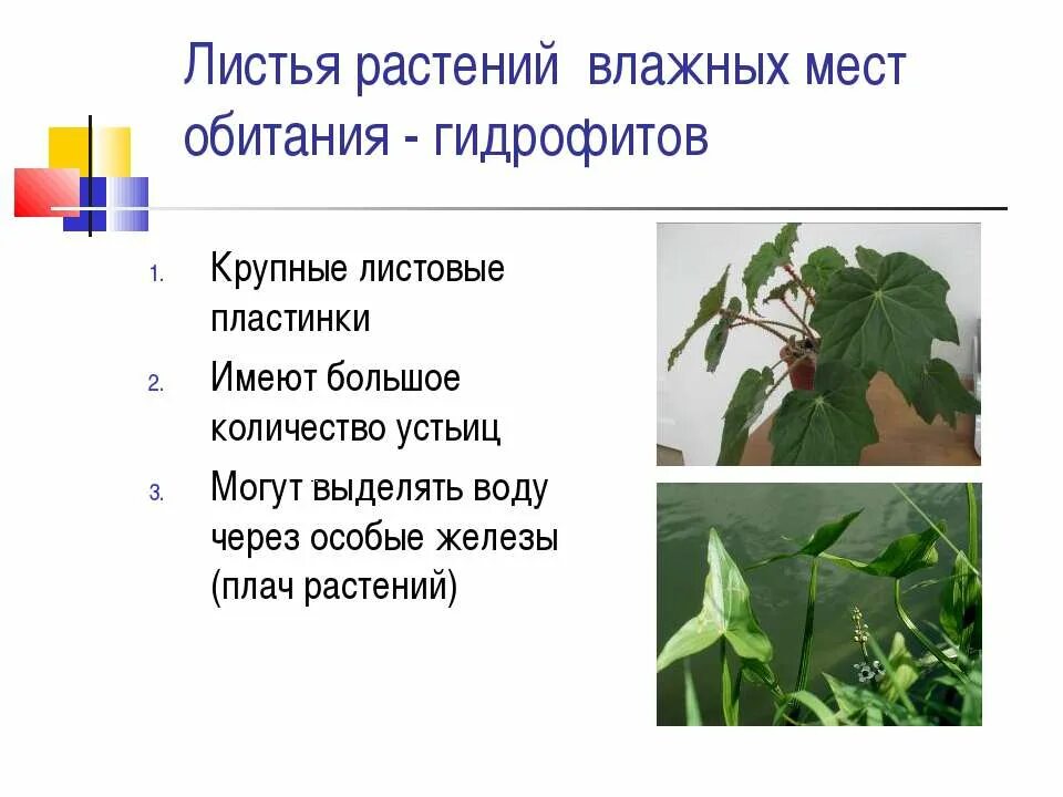 Листья растений влажных мест. Фактор листа. Листья растений. Фактор листа. Влияние факторов внешней среды на строение листа.