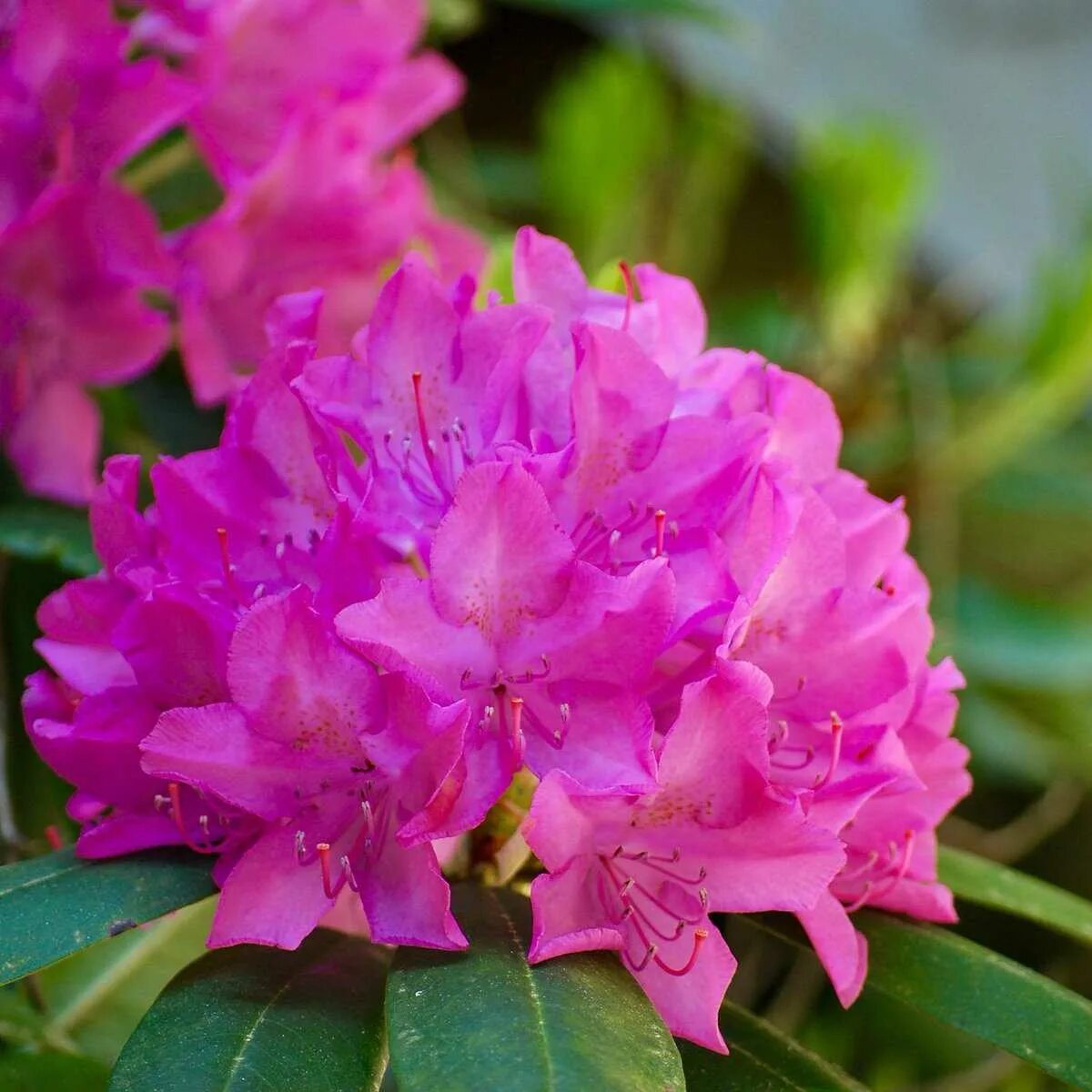 Как правильно посадить рододендрон. Рододендрон гибридный Roseum elegans. Рододендрон Rhododendron “Sneezy”.