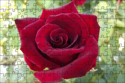 Rose family