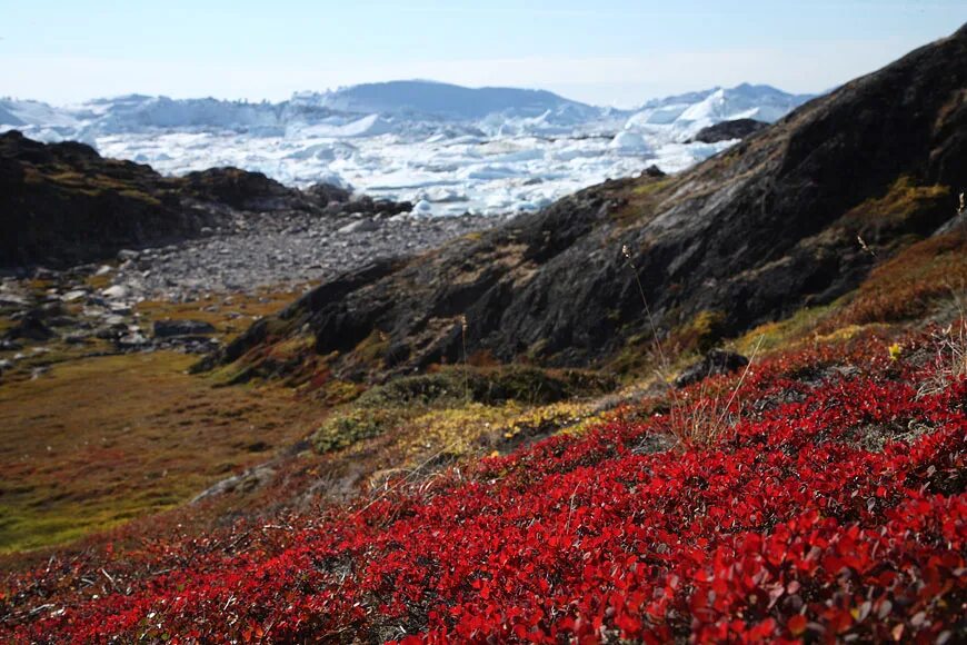 цветы в антарктике. колобантус в антарктиде. цветы в антарктике. цветы в антарктике. цветы в антарктике.