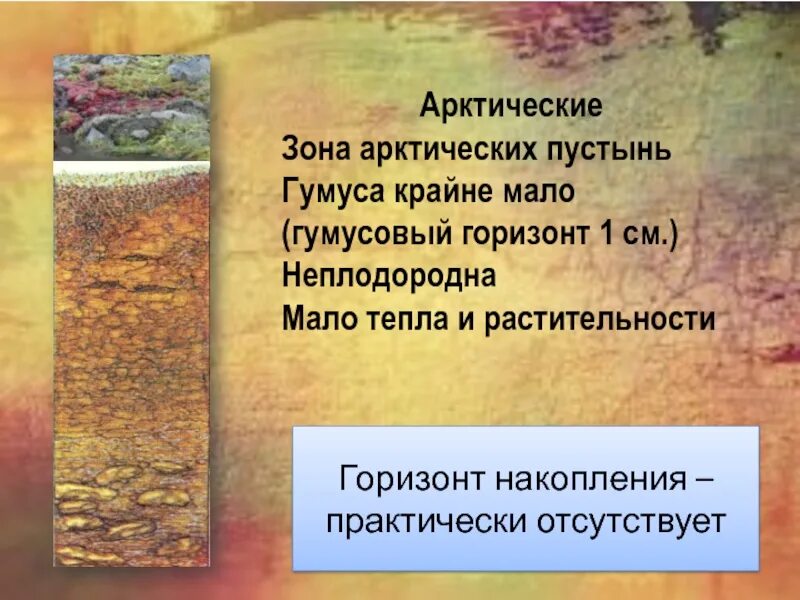 Гумусовый Горизонт арктических почв. Арктические пустыни Тип почвы. Почвы России 8 класс география презентация. Тип почв арктических пустынь.