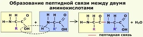 Молекула содержащая пептидные связи