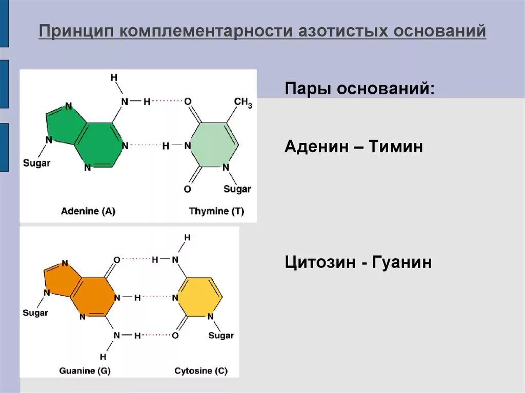 Комплиментарная пара. Аденин гуанин цитозин Тимин. Нуклеотиды гуанин аденин Тимин урацил. Аденин гуанин цитозин Тимин комплементарность таблица. Аденин урацил гуанин цитозин комплементарность.