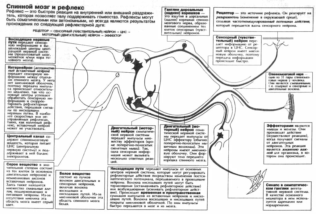 Какой рефлекс спинного мозга. Сегменты спинного мозга рефлекторная функция таблица. Сегменты спинного мозга рефлекторная функция. Рефлексы спинного мозга таблица. Рефлексы спинного и головного мозга таблица.