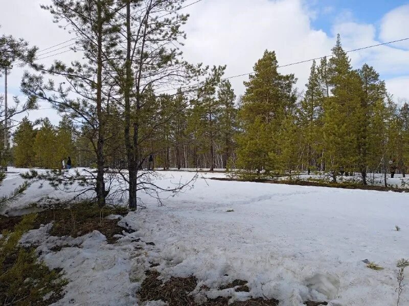 зелёная зима лес. зимой в лесу. весенний лес. описание леса весной. лес весной описание.
