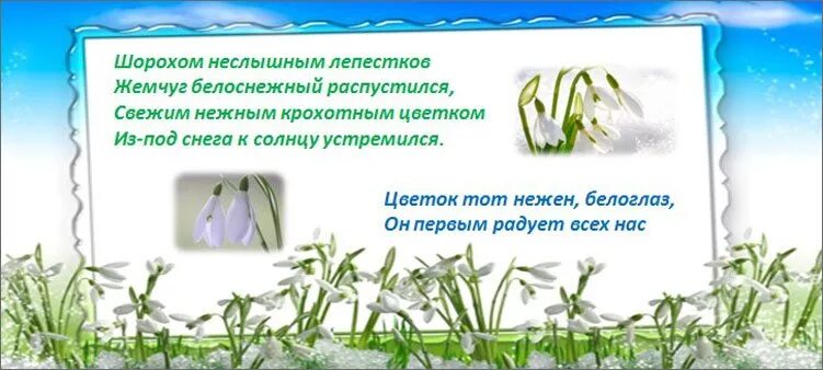 Загадка про Подснежник. Загадка про Подснежник для дошкольников. Загадка про Подснежник 2 класс. Загадка про подснежник для детей