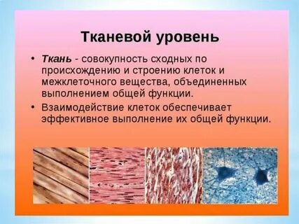 Свойства тканевого уровня организации