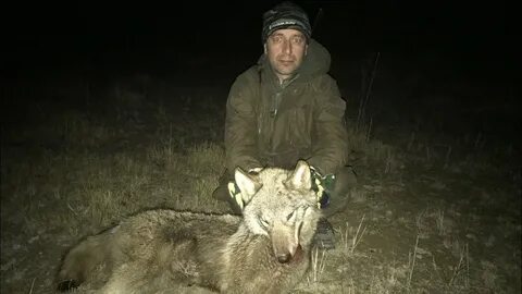 Где охота на волка