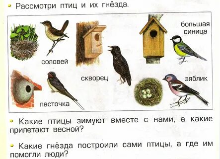 Какая птица прилетает первая