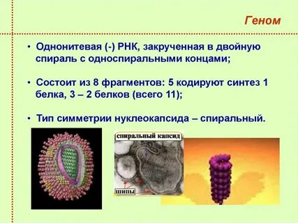 Рнк геномные вирусы